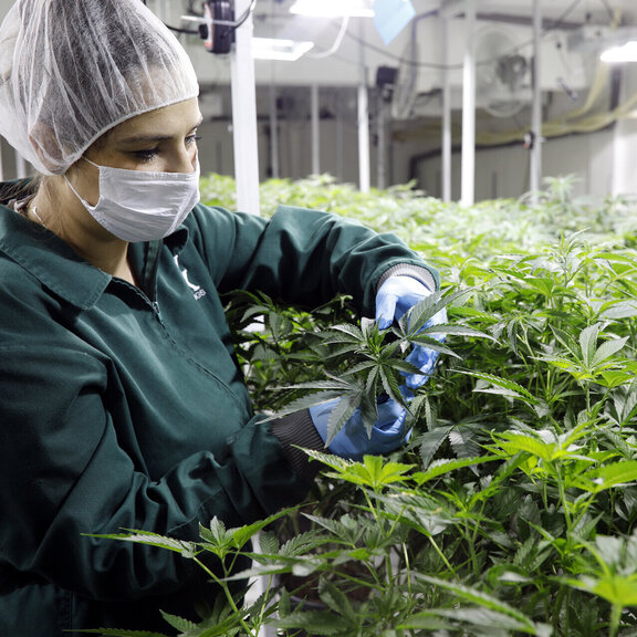 PharmCann Deutschland AG